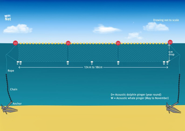 shark net placement diagram